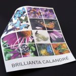 Brillianta-calandre-web_1170.jpg